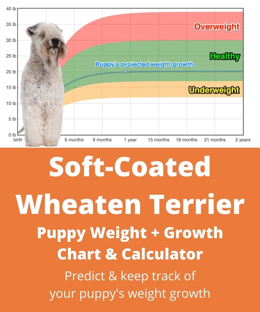 soft-coated-wheaten-terrier Puppy Weight Growth Chart
